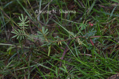 Indigofera karnatakana